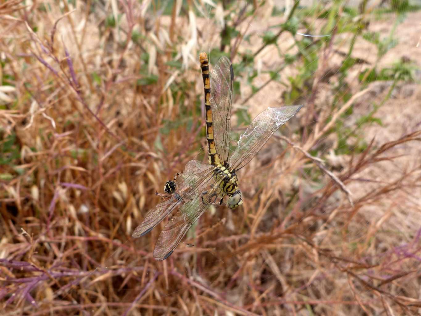 Onicogomphus forcipatus sfortunato